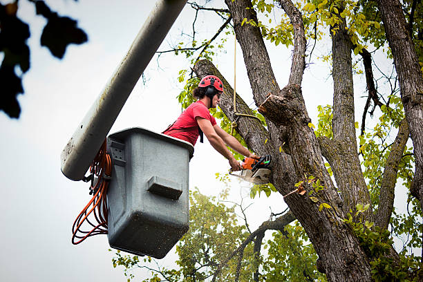 Best Emergency Tree Removal  in Philadelphia, PA